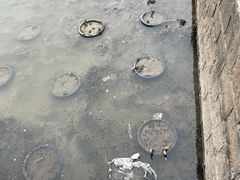 -嘉定紫藤园