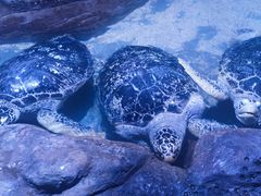 -南昌海洋公园
