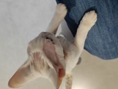 -琪喵猫屋·撸猫猫咖·猫舍