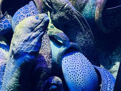 -太平洋海底世界