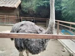 -栾川竹海野生动物园