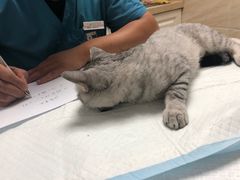 -安安宠医·安宠宠物医院