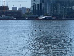 -白天鹅宾馆·流浮阁咖啡厅