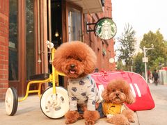 -超宠爱宠物摄影-Super pet