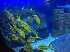 -烟台海昌鲸鲨海洋公园