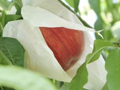 -老袁家蜜桃农场·阳山水蜜桃