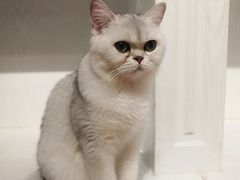 -猫小院猫主题餐厅(三里屯店)