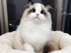 -欣宠猫屋·矮脚拿破仑·蓝金金渐层