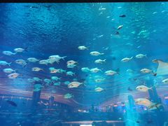 -亚特兰蒂斯•OSSIANO奥西亚诺海底餐厅
