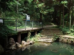 -天目山大树王景区
