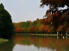 -上海海湾国家森林公园