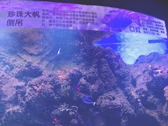 -芜湖新华联大白鲸海洋公园