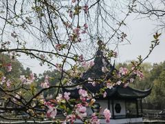 -西园戒幢律寺