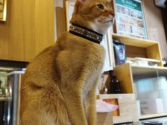 -MOCHA明星猫咖(田子坊店)