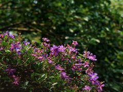 -广州白江湖森林公园