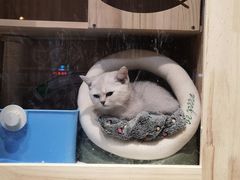 -宠物梦想家(日月豪庭店)