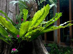 -Chom Cafe and Restaurant
