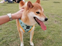 -栖露营camping·天幕烧烤·团建拓展·采摘营地