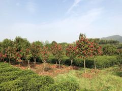 -桑洲油菜花景区