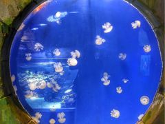 -迪拜水族馆及水下动物园