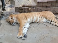 -荆州中山公园动物园