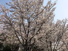 -羊山湖公园