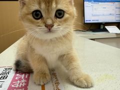 -瑞派康怡24h宠物医院·犬猫医疗中心·微创绝育(瑞景分院)