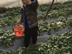 -胜丰草莓采摘园