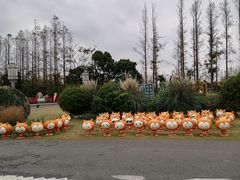 -上海长兴岛郊野公园