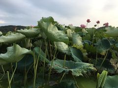 -杭州西湖风景名胜区北街寻梦停车场