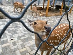 -长白岛森林公园