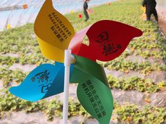 -田趣农庄草莓采摘园