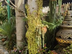 -西双版纳傣族园