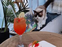 蜜桃气泡水-共舞时光猫咖·狗咖(新街口店)