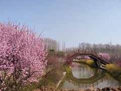 -洛阳市隋唐城遗址植物园