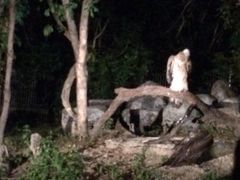-清迈夜间动物园