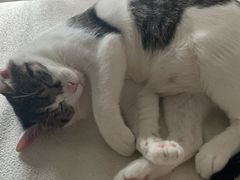 -天使宠物医院·犬猫分诊(彩虹店)