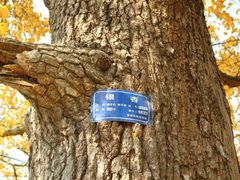 -千年银杏谷文化旅游区