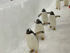 -广州热雪奇迹