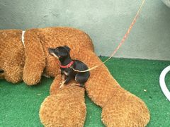 -厦门燕子坞客栈