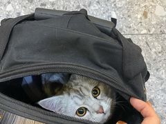 -萌兽医馆·绝育·24小时内科·宠物医院(德胜店)