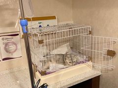 -宠爱国际动物医院·消化内科·心肾内科·ISFM猫友好(望京店)