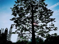 -四海公园(南山区)