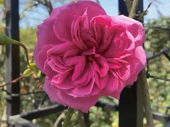 -福建鲤鱼洲酒店