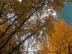 -重庆市江北嘴中央商务区中央公园