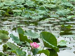 -溱湖国家湿地公园