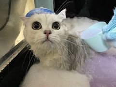 -佳雯宠物医院·皮肤科·内外科(春晓路分院)