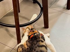 -Again Coffee Roaster(香蜜湖店)