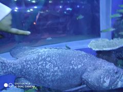 -成都浩海立方海洋公园