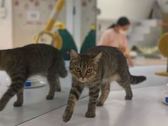 -COLOR PETS 撸猫馆·购猫·猫咖(长风大悦城店)